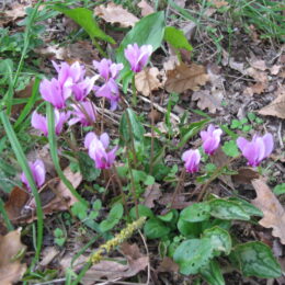 winter flowers